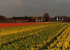 2001 04 28  bollenveld  1